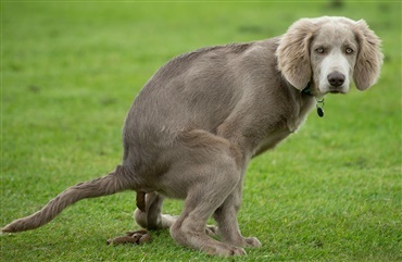 Hundediarre i kan smitte mennesker og dyr - Hunden.dk