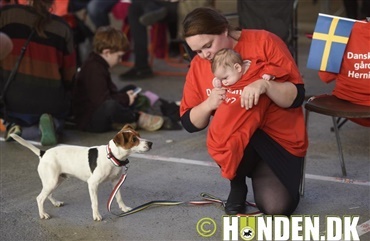 HUSKER DU: Dansk/svensk g&aring;rdhund i Herning 2018