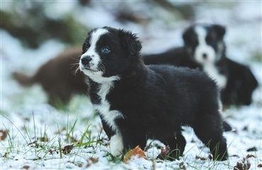 R&aring;d fra dyrl&aelig;gen: S&aring;dan undg&aring;r din hund kuldeskader i vintertiden