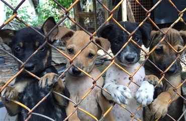 Opdr&aelig;tter: Stop nu st&oslash;tten til useri&oslash;se hundehandlere