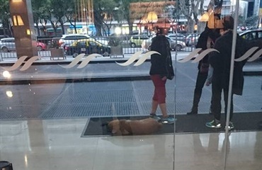 Hjemløs hund vælger selv sin ejer
