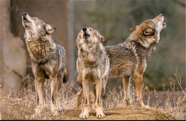 N&aring;r samarbejdet testes, klarer ulve sig bedre end hunde