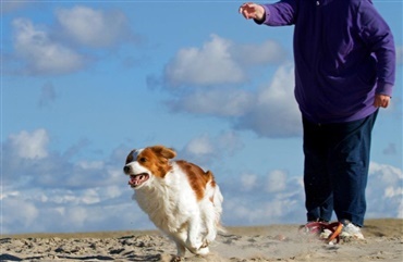 Fredagsquiz; Hvad ved du om hollandsk kooikerhondje