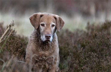 Din &aelig;ldre hund – pensionist p&aring; fire poter