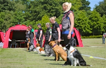 Lydige hunde på Bornholm