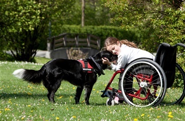 Servicehunde Til Handicappede mangler v&aelig;rtsfamilier
