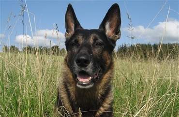 Pengehund fandt stort bel&oslash;b gemt i bil ved gr&aelig;nsen