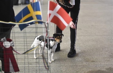 Dansk svensk g&aring;rdhund endeligt godkendt