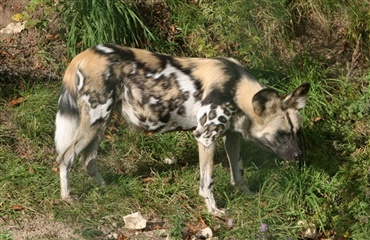 Oplev afrikanske vildhunde