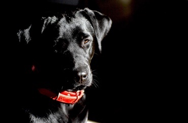 Dagens L&aelig;serfoto: Labrador i det rette lys