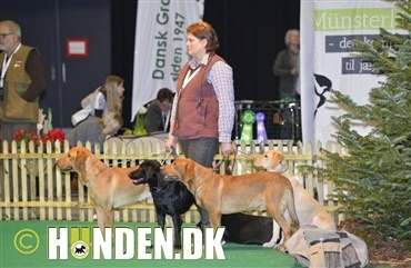 Jagt & Outdoor er ogs&aring; for hunde