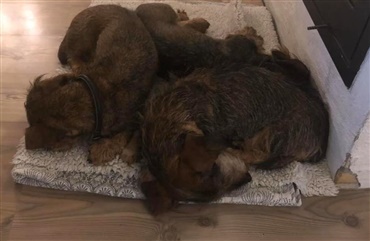 Hj&aelig;lp med at finde to hunde