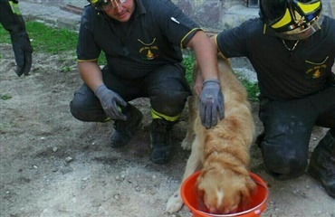 Hund reddet ud af murbrokker efter ni dage