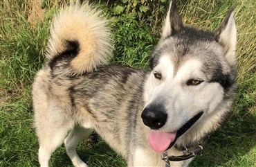 Politi: Hund savner sin ejer