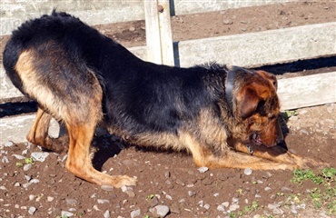 Herreløse hunde fandt amputerede lemmer 