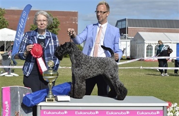 Terrier holdt den norske fane højt