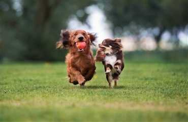 Hvorfor g&oslash;r min hund dog det?