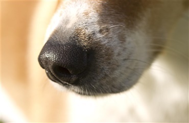 3 råd: Undgå og hunde - Hunden.dk