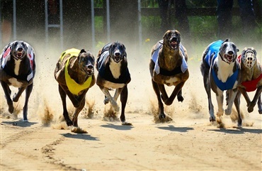 Greyhound testet positiv for methamfetamin