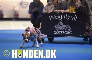 MyDOG: Weightpull p&aring; svensk