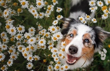 4 gode r&aring;d til hunden i sommervarmen