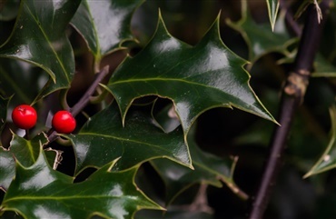 Pas p&aring; juledekorationerne i december