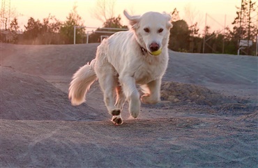 gode råd til at indkald din hund Hunden.dk