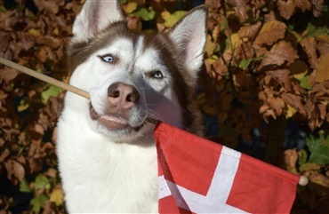 F&oslash;dselsdagsfest for hunden: Hvordan vi fejrer vores bedste ven