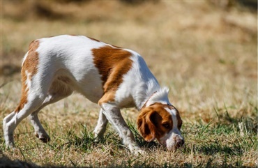 Hunde skaber af billede ud fra lugte