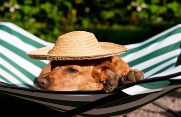 Hunden skal da med på ferie!