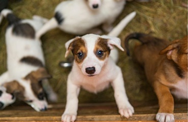 Smileyordning for hundeomr&aring;det er klar