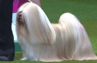 Lhasa apso sejrede på Crufts