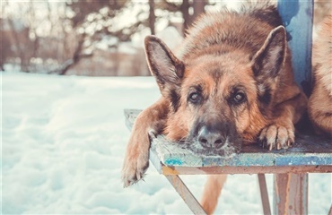 Har din hund vinterdepression? 