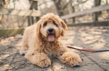 Labradoodle skulle aldrig have v&aelig;ret opfundet