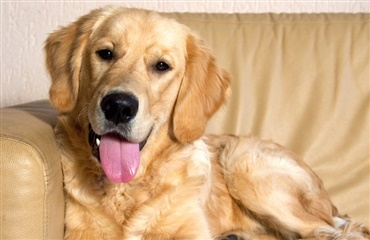 Må din hund ligge i sofaen?