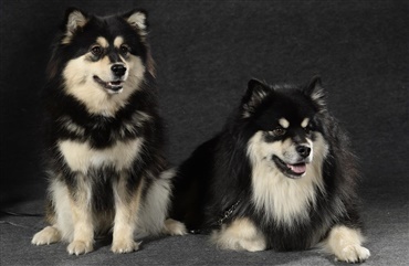 Fredagsquiz: Hvad ved du om finsk lapphund