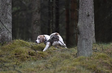 Stor hundeweekend i vente