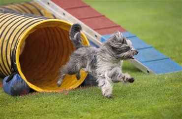 Succes i agility er is&aelig;r knyttet til evnen til at l&aelig;re