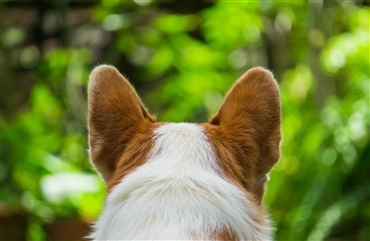 Hvordan ville verden lyde, hvis du var en hund? 