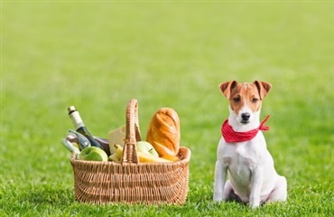 Picnic-rester er farlige for hunde