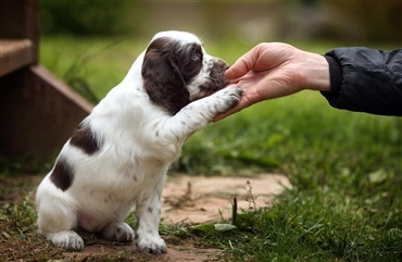 Når flækker en klo Hunden.dk