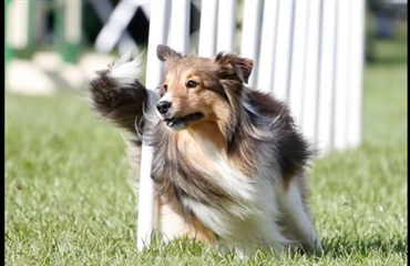 Agility på TV2