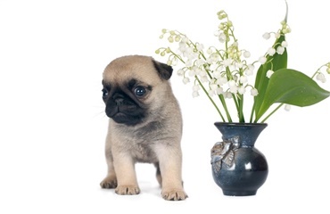 Disse forårsplanter skal din hund passe på