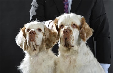 Fredagsquiz: Hvad ved du om clumber spaniel