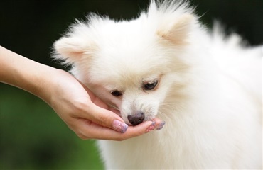 Japanske hunde fodres med truede hvaler