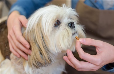 Tre Gode r&aring;d: S&aring;dan giver du hunden piller