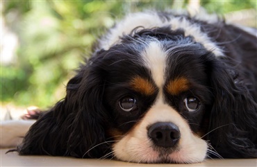 Forsvundet hund havde taget toget