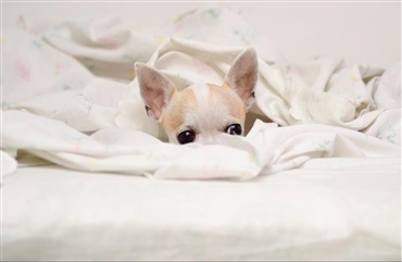 S&aring;dan hj&aelig;lper du hunden i tordenvejr