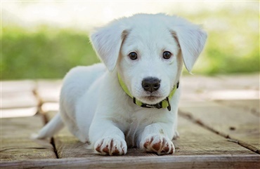 Tyggegummi kan v&aelig;re giftigt for hunden