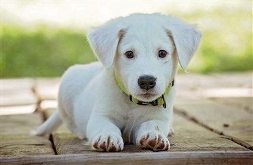 Hvorfor får leversvigt? - Hunden.dk